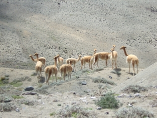 Ecuador Reisen Chimborazo